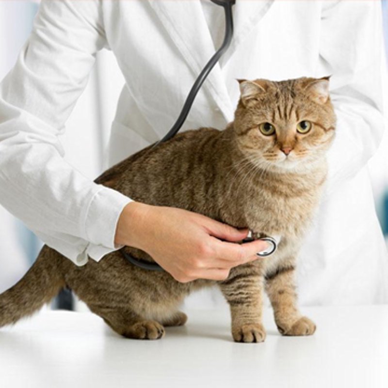 2021,宁波猫咪宠物群里的生存秘籍