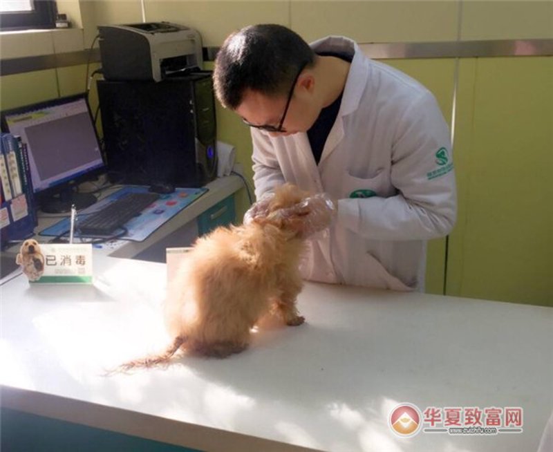 宁波喵叔宠物医院管理有限公司的“喵叔”究竟是谁?他如何成为宠物主人心中的“救星”?今天,让我们一起揭开这个故事。